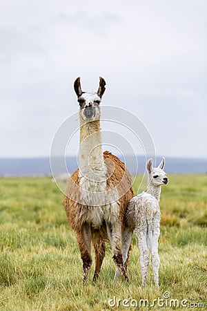 A mother llama and her baby llama in the Altiplano in Bolivia Stock Photo