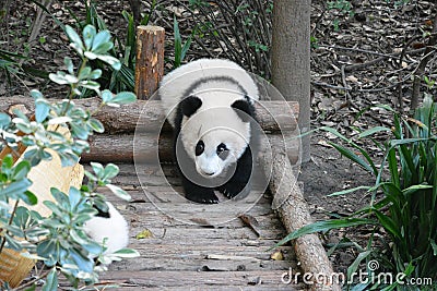 One baby panda play on the wooden platform Stock Photo