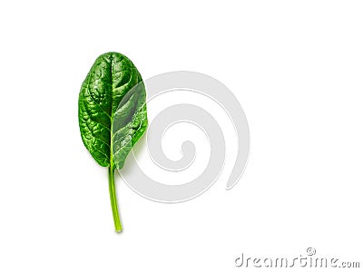 One baby spinach leaf isolated on white Stock Photo
