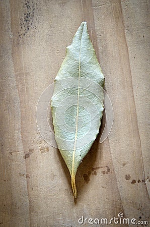 One bayleaf on a wood table Stock Photo