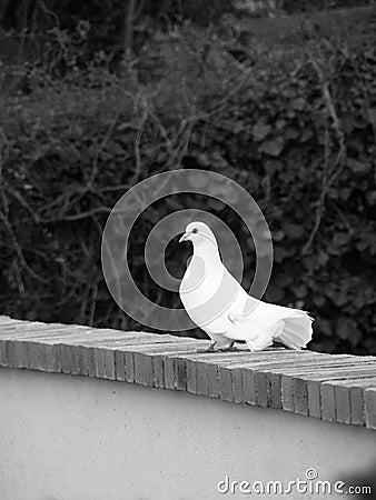 White dove sharp focused in BnW Stock Photo