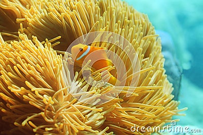 One beautiful clownfish Stock Photo