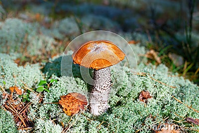 One beautiful edible mushroom on green moss background in pine forest closeup, boletus edulis, brown or red cap boletus, penny bun Stock Photo