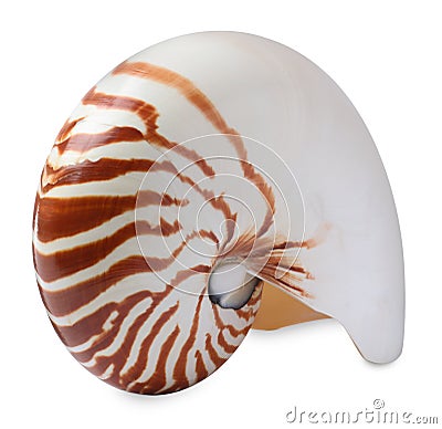 One beautiful nautilus shell isolated on white Stock Photo