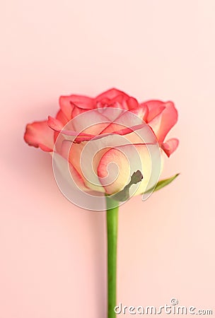 One beautiful pink rose on a pink background. Soft focus Stock Photo