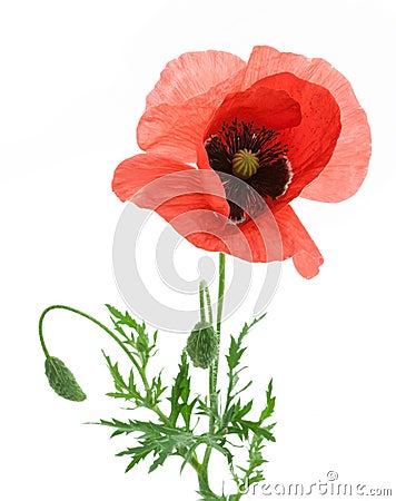 One beautiful red poppy. Stock Photo