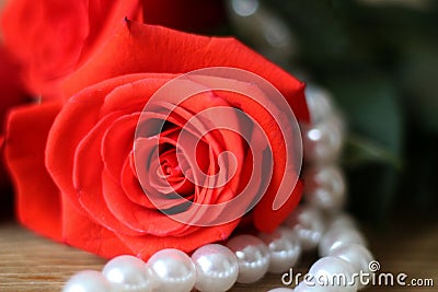One beautiful red rose lying ona woodentable a white pearl necklace. Macro. Stock Photo