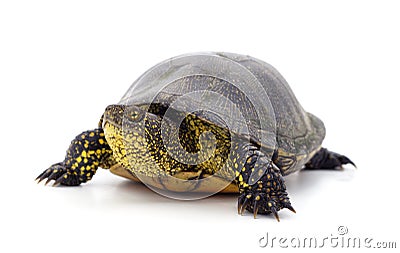 One beautiful turtle Stock Photo