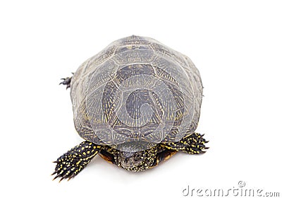 One beautiful turtle Stock Photo