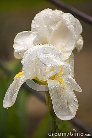 One beautiful white and yellow iris with some drops of water on their petals. With a natural dark background. Close-up. Bokeh. Stock Photo
