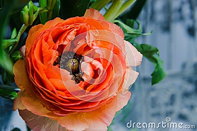 One beauty, spring orange, persian flower buttercup ranunculus macro. Rustic style, still life. Colorful holiday background. Stock Photo