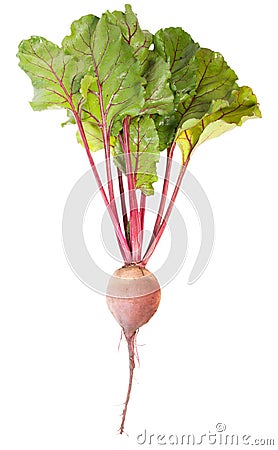 One Beet Root Stock Photo