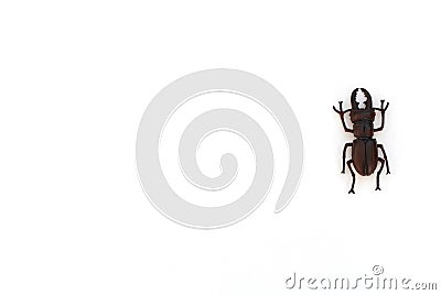 One beetle on white background. Study guide, insect study concept. Flat lay style with copy space for your text Stock Photo