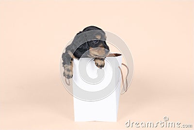 One bi-colored and blonde longhaired Dachshund dog pup in a shoppingbag isolated on a beige background Stock Photo
