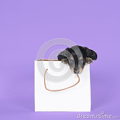 One bi-colored and blonde longhaired Dachshund dog pup in a shoppingbag isolated on a purple background Stock Photo