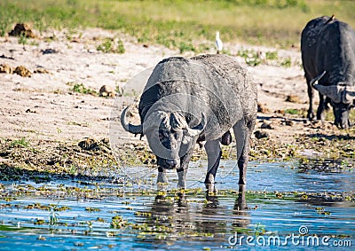 One of the Big Five is an African Buffalo standing near the river Chobe in Botswana Stock Photo