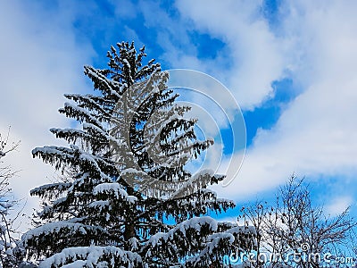 One big old beautiful pine tree with a clear sky Stock Photo