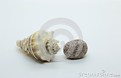 One big seashell and a stone isolated Stock Photo