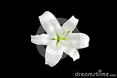 One big white lily flower with green stamens on black background isolated close up top view single beautiful blooming lilly flower Stock Photo