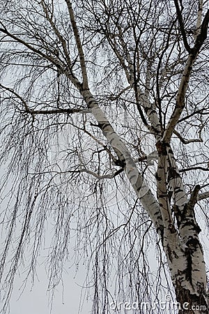 One birch on a gray day Stock Photo