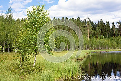 One birch grows on the shore of a lake in a birch grove on a summer day, Stock Photo