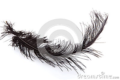 One black feather Stock Photo