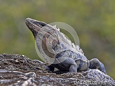 Black iguana, Ctenosaura similis, is a massive lizard, residing mostly on the ground, Belize Stock Photo