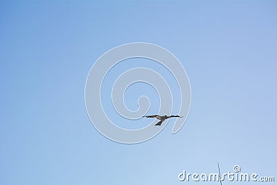 One black kite as a bird Stock Photo