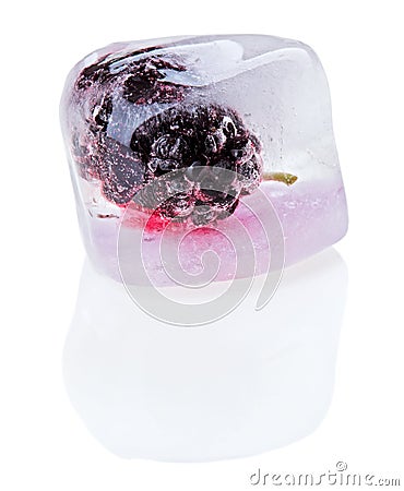 One black mulberry fruit inside melting ice cube Stock Photo