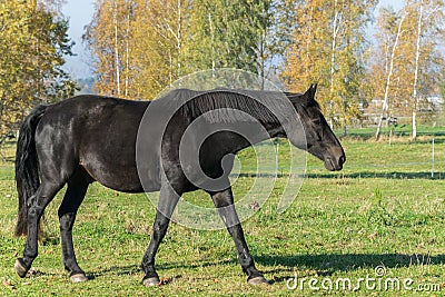 One black stallion walking on green grass. Side view Stock Photo