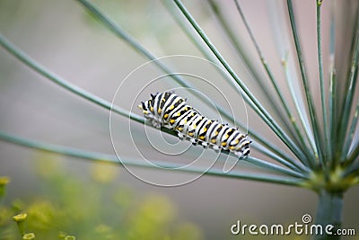 Black Swallowtail Caterpillar On A Dill Flower Stock Photo