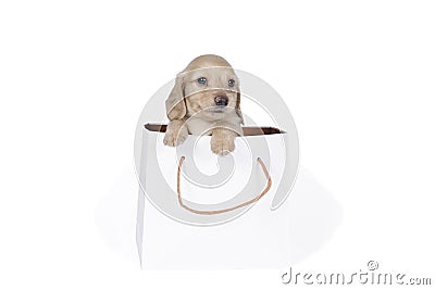 One blonde longhaired Dachshund dog pup in a shoppingbag isolated on a white background Stock Photo