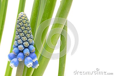 One blue muskari flower with green leaves Stock Photo