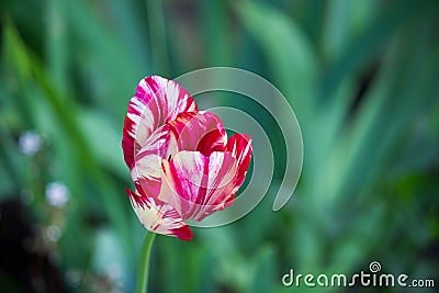 One blooming motley bright pink tulip with white veins on a flower bed. Stock Photo
