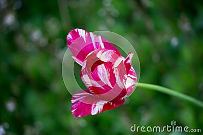 One blooming motley bright pink tulip with white veins on a flower bed. Stock Photo