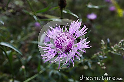 Purple safflower flower Stock Photo