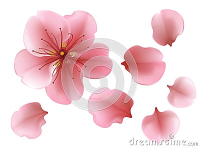 One blossoming pink sacura cherry tree flower against white background Vector Illustration