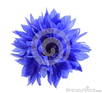 One blue flower Stock Photo