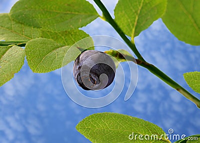 One blueberry Stock Photo