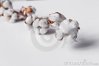 One branch of cotton deadwood on a white isolated background for design Stock Photo