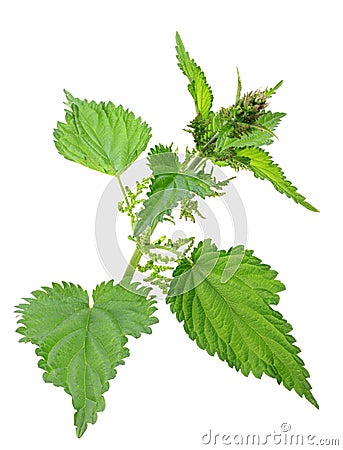 One branch of green nettle Stock Photo