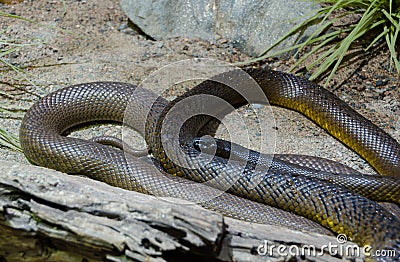 One braun and very poisen snake Stock Photo