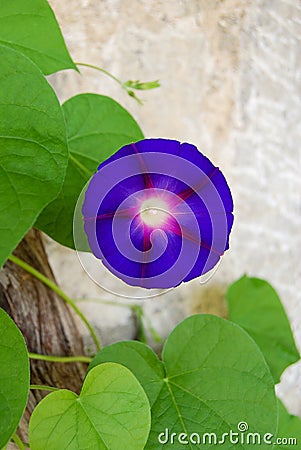 One bright blue bell flower of bindweed on stone wall Stock Photo