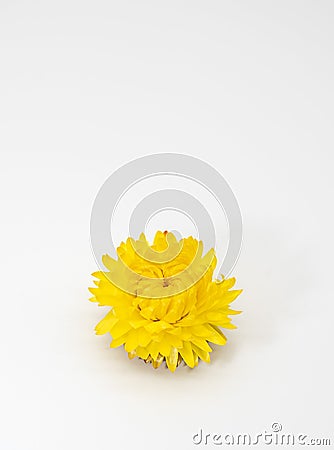 One bright dry flower on a light background Stock Photo