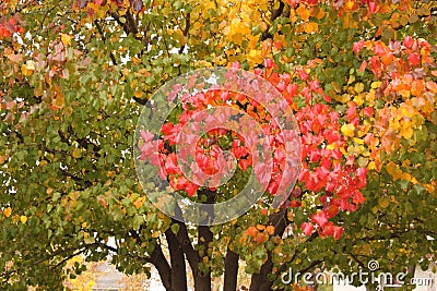 One bright red branch against green tree as leaves start to turn in autumn Stock Photo