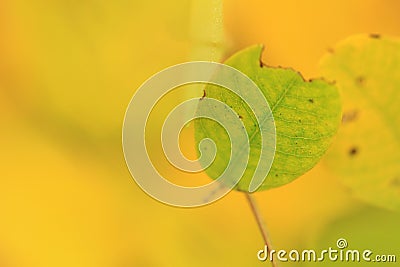 One broken leaf in autumn Stock Photo