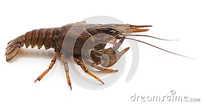 One brown crayfish Stock Photo