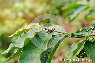 One brown cricket Stock Photo