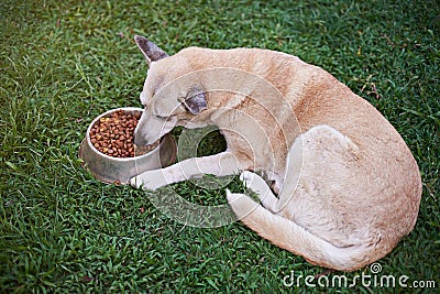 One brown dog eat in yard Stock Photo
