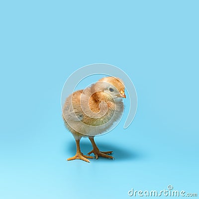 One brown fuzzy young chick is standing on a blue background Stock Photo